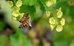 photo Immersion au cœur du monde des abeilles