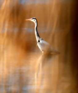 photo Secrets d'oiseaux au fil de l'eau dans les marais d'Isle
