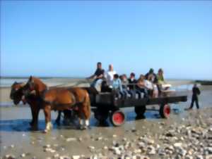 Les parcs à huîtres de la baie des Veys au rythme des chevaux