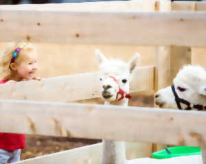 photo Promenons nous dans les bois...avec les lamas