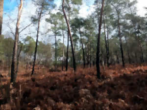 Randonnée nature: Entre chênes et pins par Karuna Nature