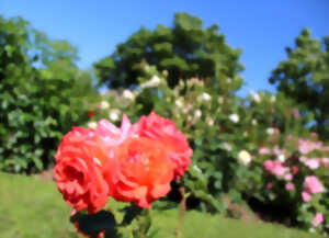 photo Taille des Roses