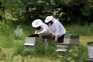 photo Initiation à l'apiculture