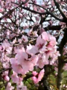 photo Le Mandelberg et ses amandiers en fleurs