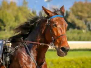 Courses de chevaux