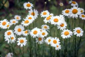 photo Sortie plantes sauvages