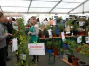 Marché aux plantes