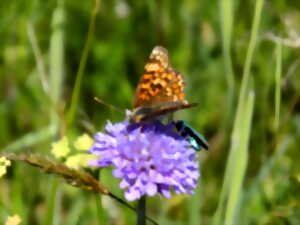 photo Jeu de pistes libellules ou papillons