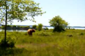 photo Découverte des prairies au bord du lac de Sanguinet