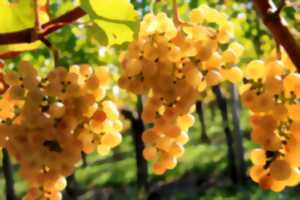 Balade vigneronne : Domaine Bordenave