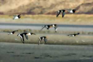 photo Les oiseaux de la Baie de Canche