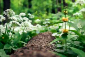 photo Reconnaître les plantes sauvages utiles