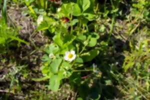 photo Reconnaître les plantes sauvages utiles