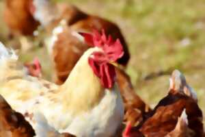 Visites gourmandes à la ferme du Tessou