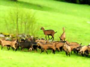 photo Visite et traite des chèvres à la ferme du Londenbach