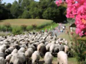 Repas de la Transhumance