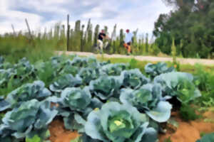 Circuit gourmand à vélo - Choucroute et Houblon