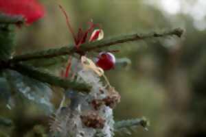 photo Noël aux Jardins de Gaïa