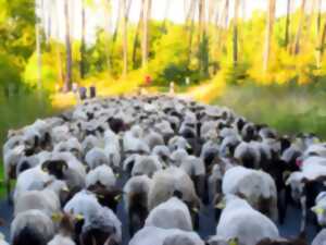 La route de la transhumance passe par Lartigue