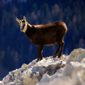 photo Sortie Observation des chamois et des animaux de nos montagnes