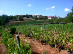 photo Marche gourmande dans le vignoble