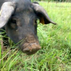 photo Visite et dégustation Ferme de porcs noirs