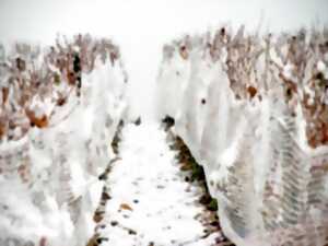 photo Vendanges de l’hivernal, au Château de Crouseilles