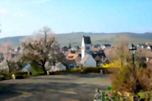 photo Club Vosgien  : Les amandiers en fleurs de Mittelwihr à Hunawihr