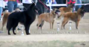 photo Nationale d'Elevage Berger Belge et Schipperke