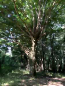 photo Sortie nature : Les arbres communiquent - 8 août 2024 NOCTURNE