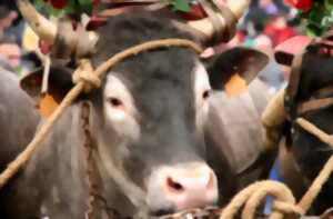 photo Fête des Boeufs Gras de Grignols