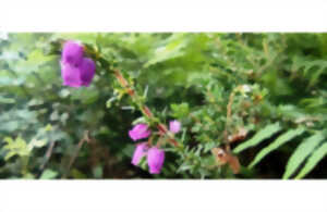 photo Découverte de la flore des Barthes de Monbardon