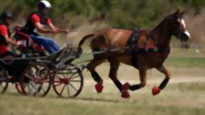 Concours d'attelage niveau club, amateur et élevage