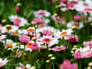 photo Bourse aux plantes