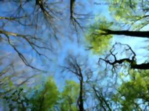 Sorties sylvatiques en forêt de mondon