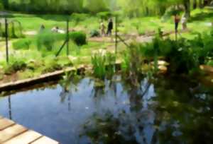 photo Comptage des habitants de la mare au Jardin Bourian