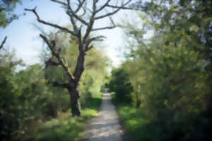 photo Bain de forêt, entre nature et poésie