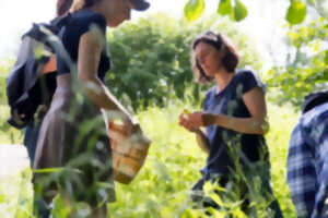 photo Sortie découverte des plantes sauvages