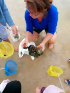 photo Au gré des marées / Découvrir la pêche à pied