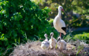 photo Rendez-vous nature : Rencontre avec la cigogne d’Alsace