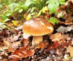 photo Sortie Nature : Balade découverte des champignons