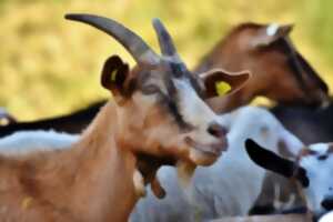 Printemps à la ferme : La chèvre et le chou