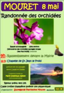 photo Randonnée des orchidées