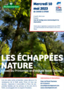 photo Échappée nature - Découverte printanière de la forêt domaniale de Saint-Gobain-Coucy-Basse