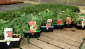 photo Vente de plants de légumes bio