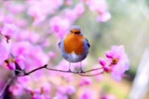 photo Découverte des chants d'oiseaux