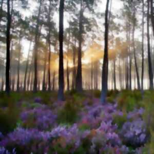 photo Visite commentée en forêt