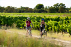 photo LE VIGNOBLE À BICYCLETTE