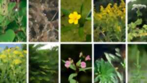 photo Conférence : Les Plantes invasives