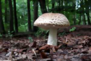 photo Sortie champignons en forêt d'Epagne